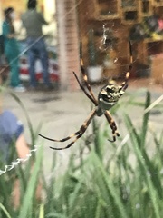 Argiope argentata