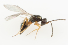 Epiclerus