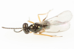 Epiclerus