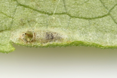Epiclerus
