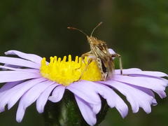 Stictopleurus scutellaris