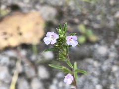 Satureja hortensis