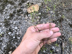 Satureja hortensis