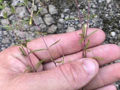 Satureja hortensis
