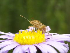 Stictopleurus scutellaris