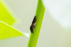 Homalodisca vitripennis