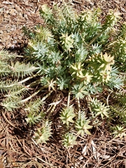 Euphorbia rigida