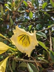 Solandra maxima