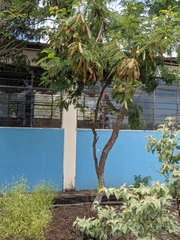 Vachellia insulae-iacobi