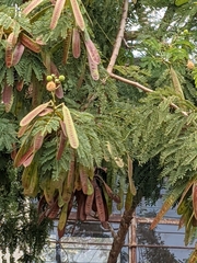 Vachellia insulae-iacobi