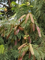 Vachellia insulae-iacobi