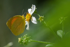 Pyrisitia dina
