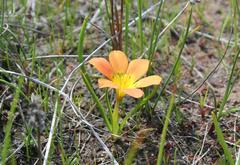 Moraea variabilis