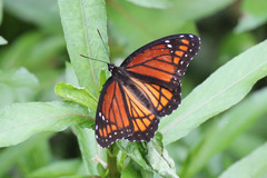 Limenitis archippus watsoni