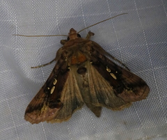 Autographa bimaculata