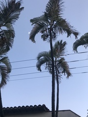 Dypsis lutescens