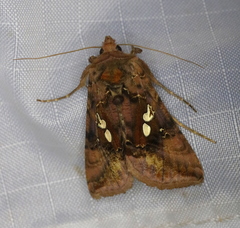 Autographa bimaculata