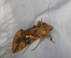 Autographa bimaculata