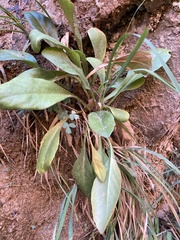 Primula pauciflora zionensis