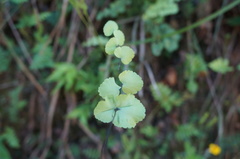 Adiantum galeottianum