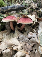 Gyroporus purpurinus