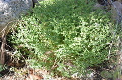 Euphorbia schizoloba