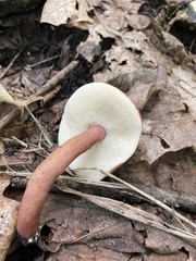 Gyroporus purpurinus