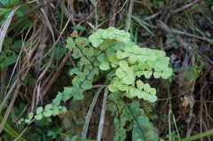 Adiantum galeottianum