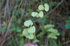 Adiantum galeottianum