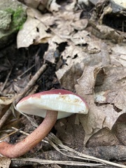 Gyroporus purpurinus
