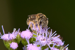 Halictus poeyi