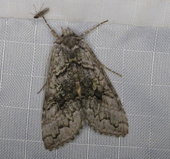 Syngrapha viridisigma