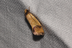 Coesyra