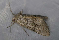 Syngrapha viridisigma