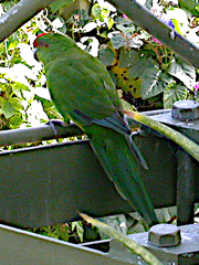 Cyanoramphus cookii