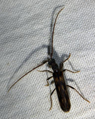 Trichopsathyrus modestus