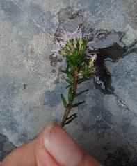 Agathosma foetidissima