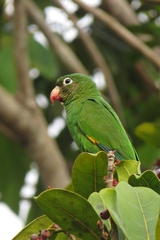 Brotogeris chrysoptera