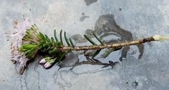 Agathosma foetidissima