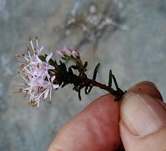 Agathosma foetidissima