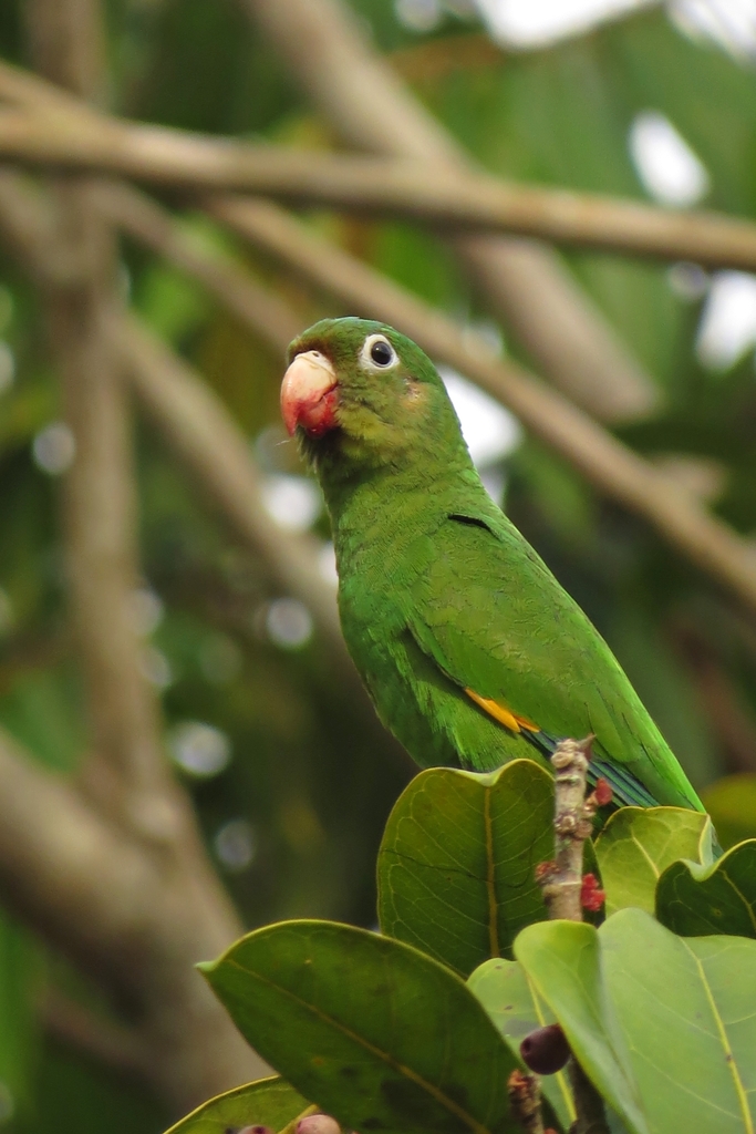 Golden-winged Parakeet