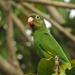 Golden-winged Parakeet - Photo (c) Tomaz Nascimento de Melo, some rights reserved (CC BY-NC-ND), uploaded by Tomaz Nascimento de Melo