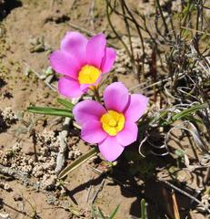 Moraea variabilis