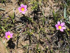 Moraea variabilis