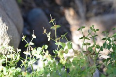Euphorbia schizoloba