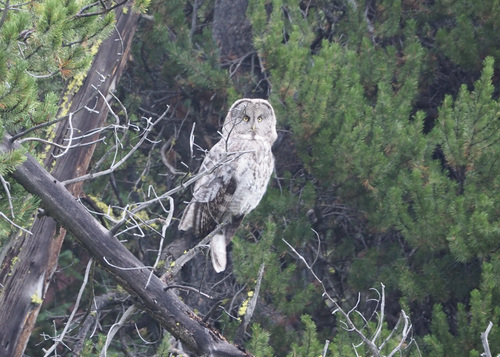 Great Gray Owl photographed in Wyoming