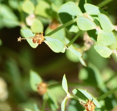 Euphorbia schizoloba