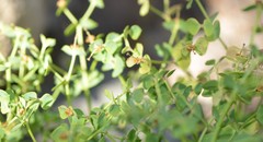 Euphorbia schizoloba