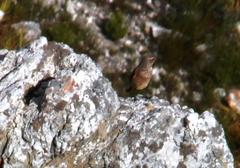 Cercotrichas coryphoeus coryphoeus