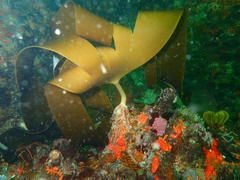Laminaria pallida